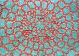 Picture of a red doily